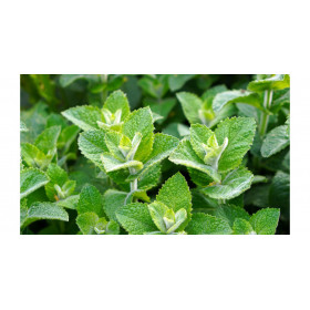 Carte Fraicheur Menthol - Firebox | Surdiscount