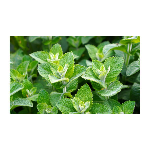 Carte Fraicheur Menthol - Firebox | Surdiscount