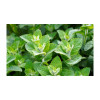 Carte Fraicheur Menthol - Firebox | Surdiscount