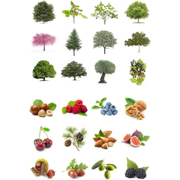 Gommettes - Images arbres et fruits - Ronde - 33mm - Enfant - Rouleau 360 unité - Apli Kids