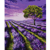 photo-Peinture par numéros - Champ de lavande - 30 x 40 cm - Niveau intermédiaire