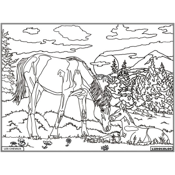Coloriage - Chevaux - Tableau à colorier - Avec contours velours noir - Dès 3 ans