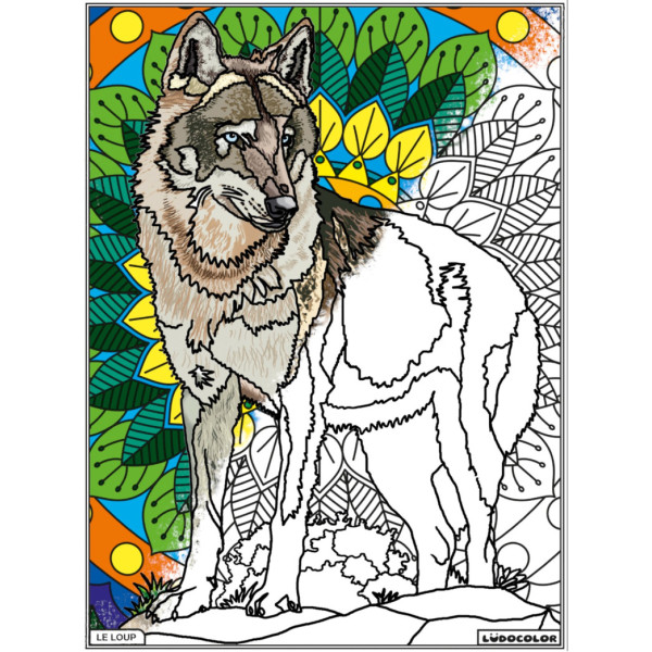 Coloriage - Loup - Tableau à colorier - Avec contours velours noir - Dès 3 ans