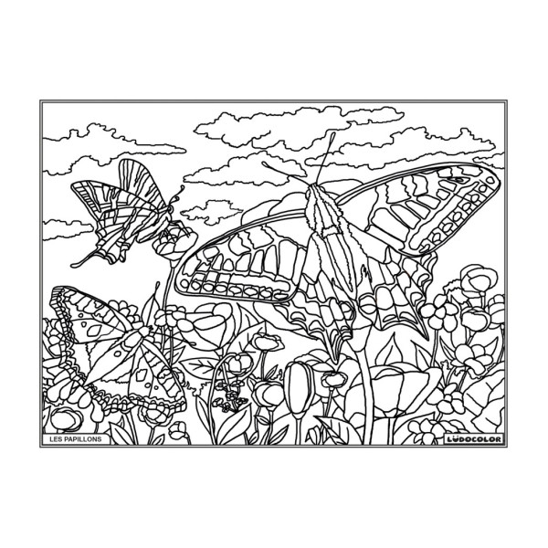 Coloriage - Papillons - Tableau à colorier - Avec contours velours noir - Dès 3 ans