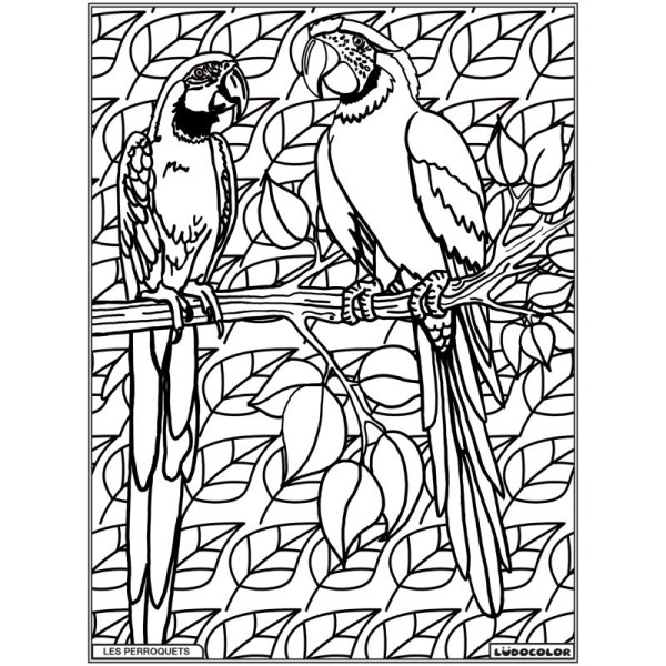 Coloriage - Perroquets - Tableau à colorier - Avec contours velours noir - Dès 3 ans