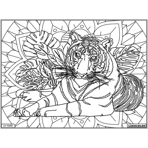 Coloriage - Tigre - Tableau à colorier - Avec contours velours noir - Dès 3 ans
