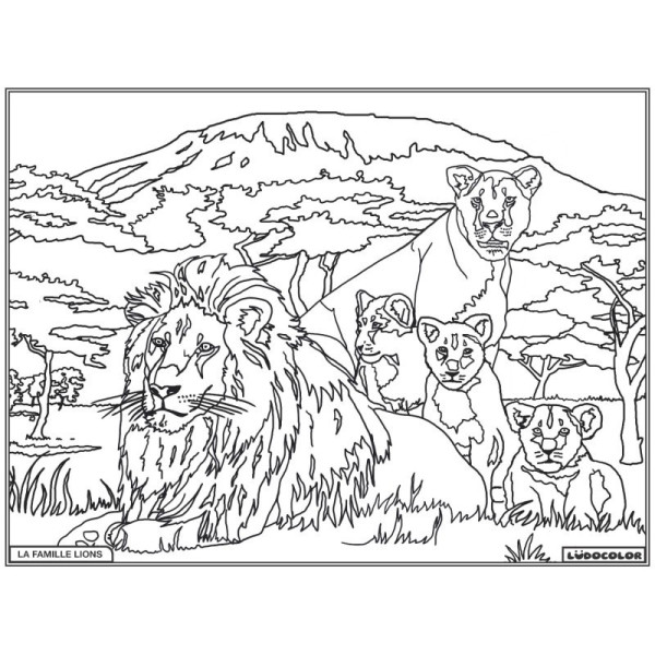 Coloriage - Lions - Tableau à colorier - Avec contours velours noir - Dès 3 ans
