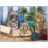 photo-Coloriage - Chatons - Tableau à colorier - Avec contours velours noir - Dès 3 ans