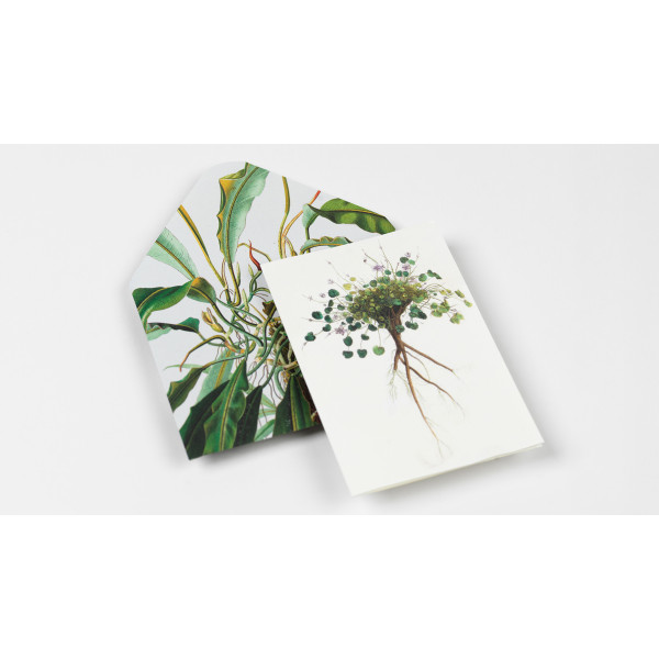 Cahier scrapbooking - Histoire naturelle - Cartes, enveloppes, autocollants - Pepin