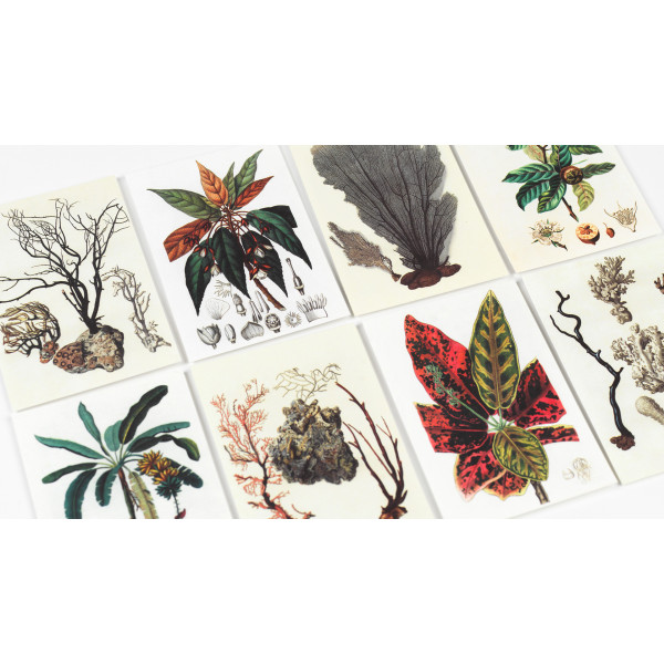 Cahier scrapbooking - Histoire naturelle - Cartes, enveloppes, autocollants - Pepin
