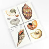Bloc-notes - A5 - 64 feuilles papier ivoire - 120g - Avec illustrations de coquillages