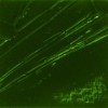 Tube de peinture à l'huile - Fine - Terre verte - 44 - 37ml - Pébéo Studio XL