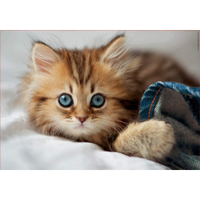 Puzzle - 200 pièces - Chat - Chaton - Dès 6 ans - Educa