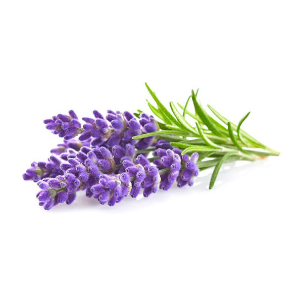 Parfum - Pour bougie à faire soi même - Senteur lavande - 27ml