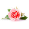 Parfum - Pour bougie à faire soi même - Senteur rose - 27ml