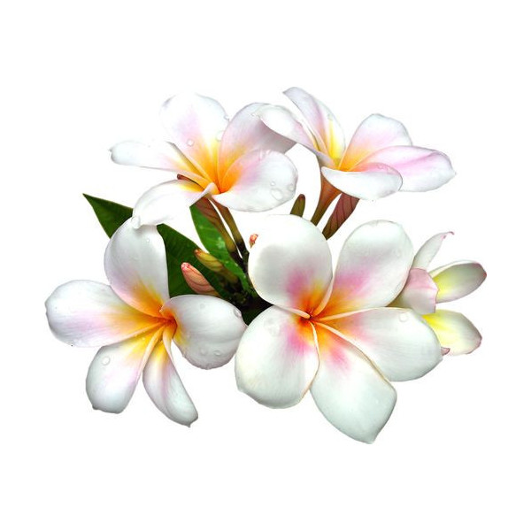Parfum - Pour bougie à faire soi même - Senteur fleurs des îles - 27ml