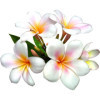 Parfum - Pour bougie à faire soi même - Senteur fleurs des îles - 27ml