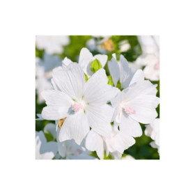 Parfum - Pour bougie à faire soi même - Senteur musc blanc - 27ml