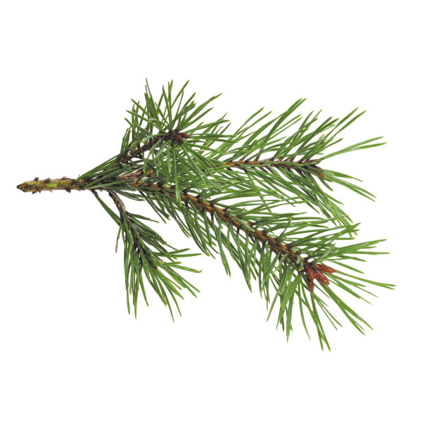 Parfum - Pour bougie à faire soi même - Senteur forêt - 27ml