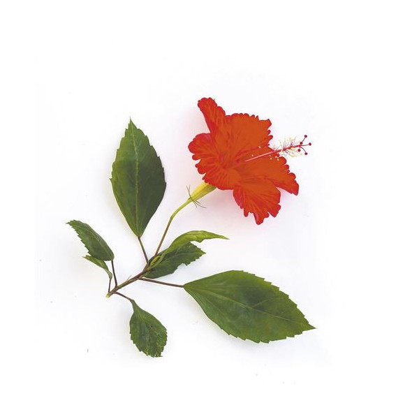 Parfum - Pour bougie à faire soi même - Senteur hibiscus - 27ml