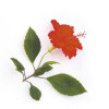 Parfum - Pour bougie à faire soi même - Senteur hibiscus - 27ml