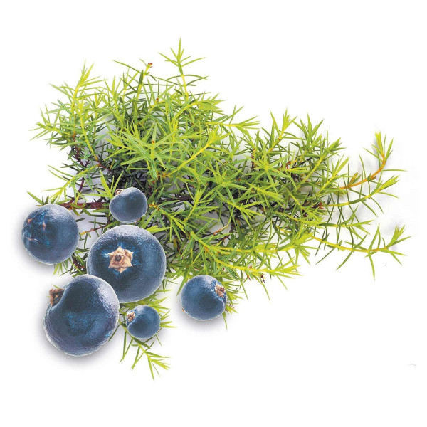 Parfum - Pour bougie à faire soi même - Senteur genévrier - 27ml